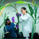 Photo by Joint BioEnergy Institute (JBEI) (@jbei)