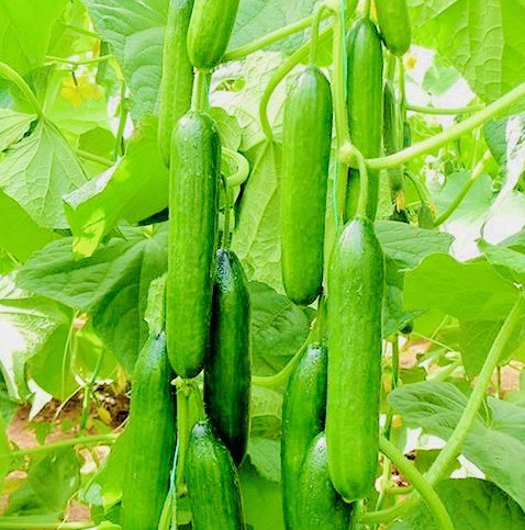 Our Farm 🇸🇴

Agriculture is far more than farming. It’s business. It’s science. It’s engineering. It’s energy. It’s information. It’s health care. It’s technology.