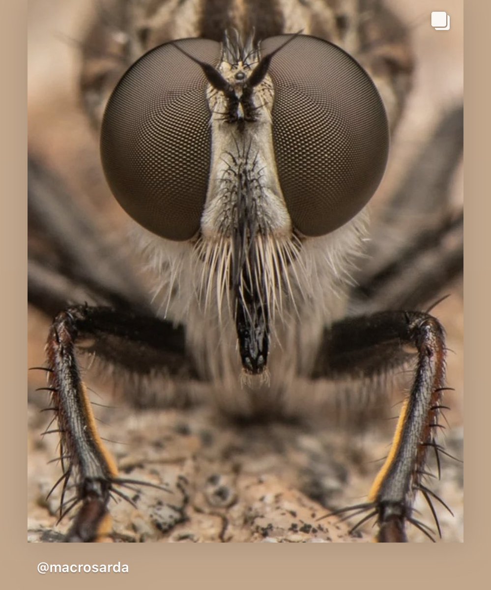 Insectguru's tweet photo. Discover the Robberfly (Asilidae family), an adept predator with impressive hunting skills. They catch bees, wasps, and other flying insects mid-flight and inject enzymes to liquify their prey's insides. #robberfly #asilidae #insectguru #insectpredator #ecosystembalance https://t.co/2f9K0VXfrX
