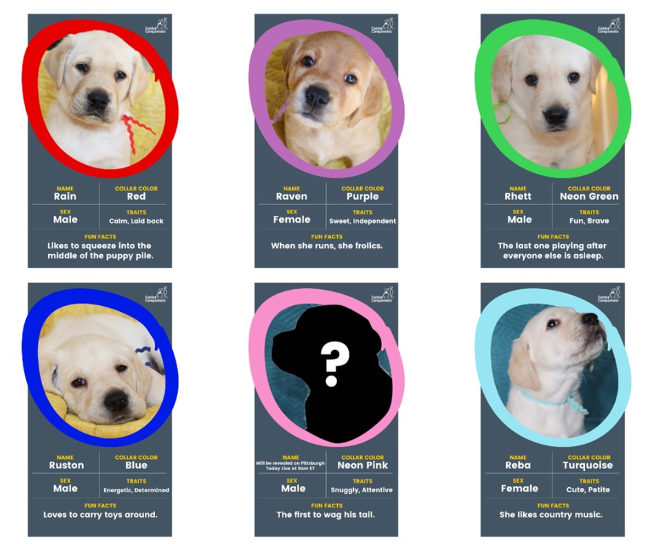 🐶Meet our #PUPPY CAM PUPPIES! Introducing the R litter! 🐾Learn more about them, and get ready for #NationalPuppyDay: canine.org/puppy
Watch our LIVE #PUPPYCAM on THURSDAY, March 23, from 6 a.m. to 9 p.m. PT.

#caninepuppymonth #caninepuppyday #puppies #futureservicedog