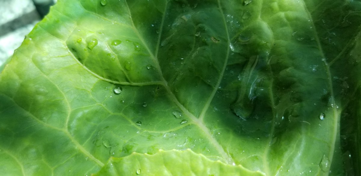 BarbaraHissa's tweet photo. #LotusEffect or #CollardGreens effect? #PhysicistsWhoCook https://t.co/ayPOy8lxdu