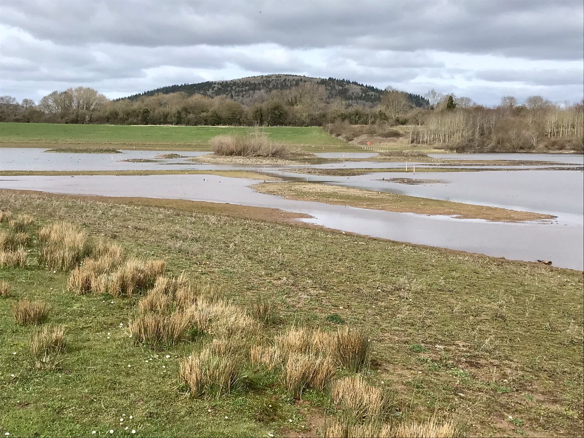 deepredfish's tweet photo. Low water level at the Stretton Sugwas pools near Hereford. Those islands are usually barely visible. On the upside did see a pair of Shoveller ducks. @SaveTheWye #sugwas #rspb #strettonsugwas #nature #herefordshire https://t.co/gt0z4pwq7Z