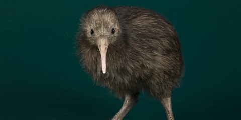 Did you know... May 4th has been a holiday to celebrate our feather-y friends since 1892! Yesterday, a few players on Discord introduced me to the majesty of the Kiwi bird. 
AQW will add in a flock of new bird pets this Spring. What holidayinsights.com/other/birdday.…