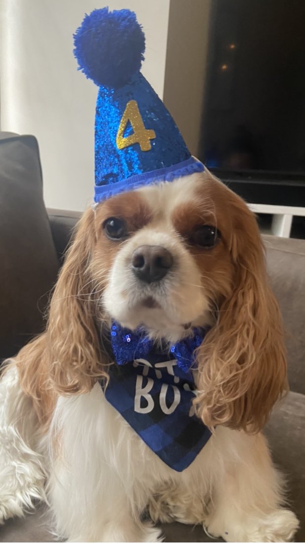 4 today! Happy birthday Telvara Beaumont the Third! (Beau).
