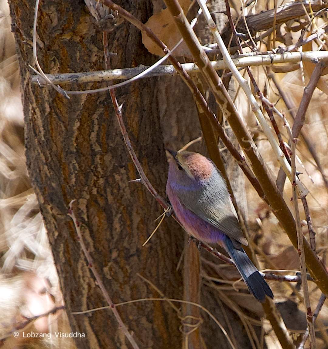 White-browed tit warbler, one of the most colorful warblers found in Ladakh.

#WBTW #birdsofladakh #birds #ladakhtourism #wildlifephotography #ladakhwildlife #LehLadakh #birdingladakh 
#whitebrowedtitwarbler
#lovebirds