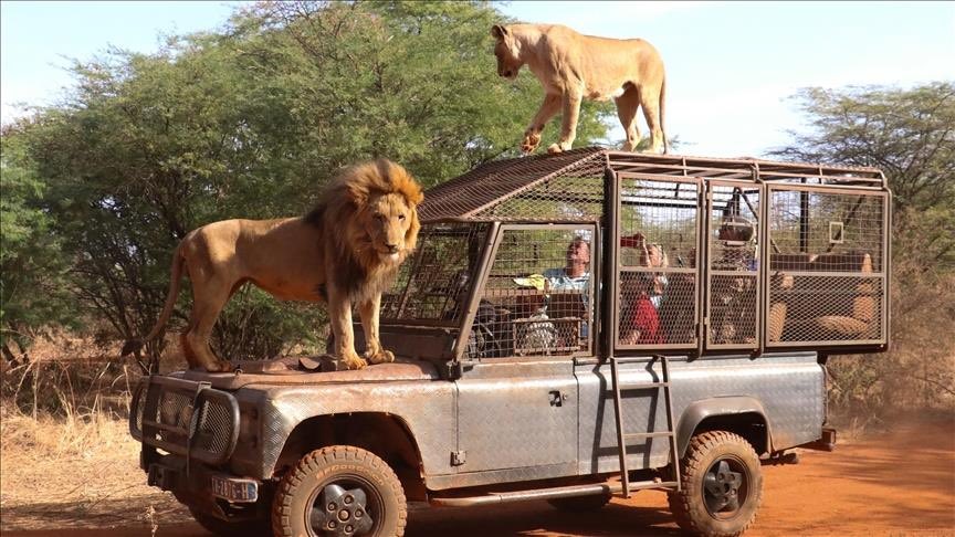 benjimk's tweet photo. Le Zimbabwe 🇿🇼 a généré 672,9 millions de dollars grâce à 895 338 touristes en 2022, en hausse de 133 % par rapport à 2021.

Le Zimbabwe a généré 288,8 millions de dollars grâce à 340 000 touristes en 2021. https://t.co/sFl51Pe4Fn