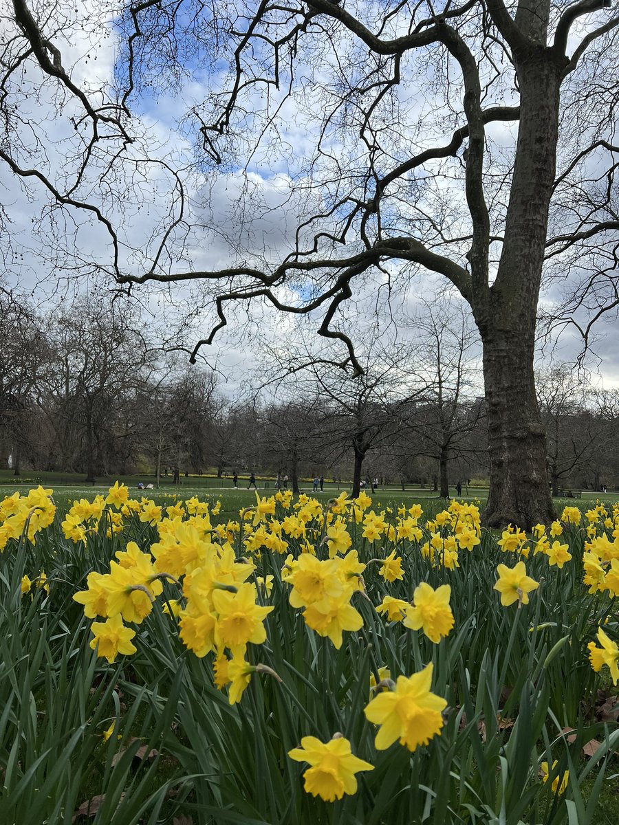 Spring in St James's Park, London 
#driverguide #britainsbestguides #guidelondon