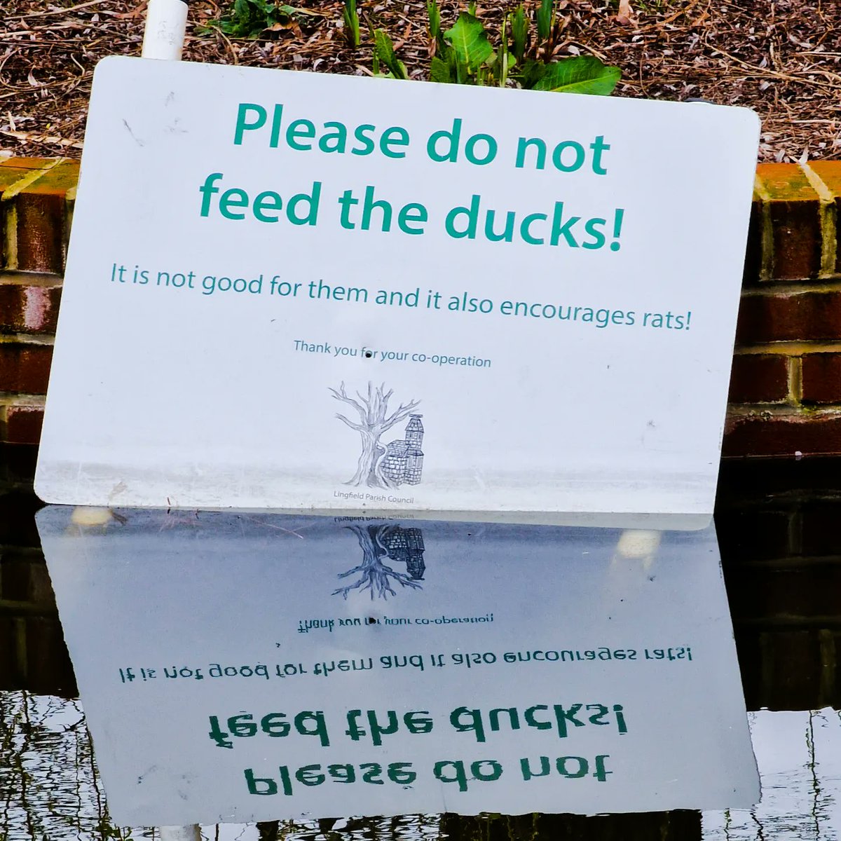 ramsdenmark's tweet photo. This is pure passive aggression from Lingfield Parish Council. If they wanted me to stop feeding their rats they could have just asked nicely. No need to bring the ducks into it!
#lingfield #rats #ducks #duckpond https://t.co/eaR6cXMSu1
