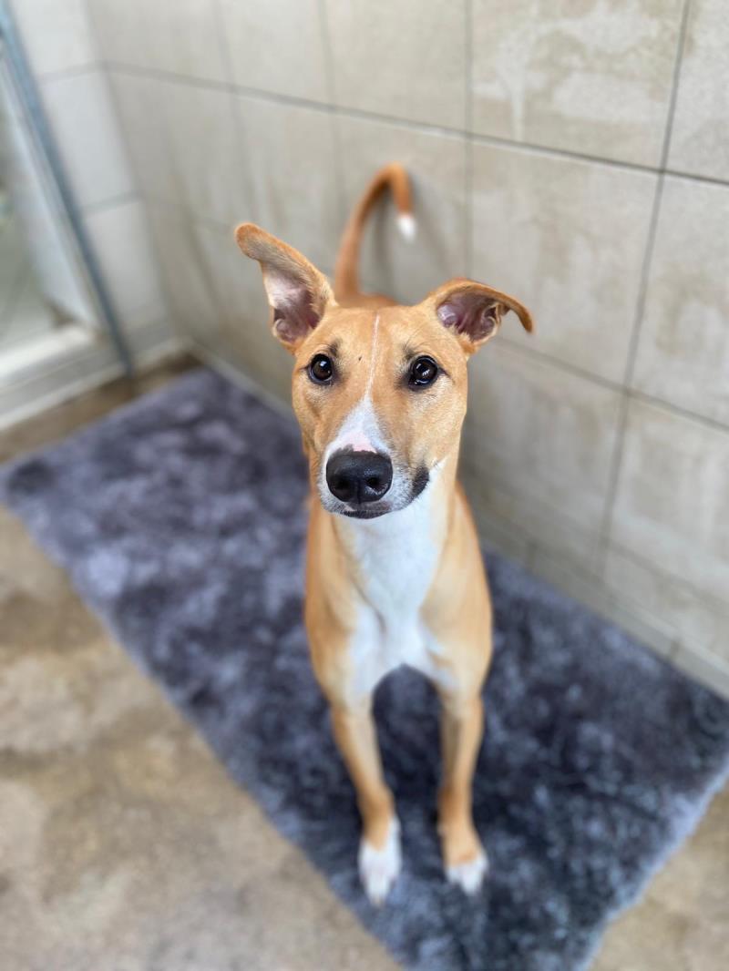 Please SHARE to help Biggles find a FOSTER, WITH VIEW TO ADOPT, home #HAREFIELD #LONDON Affectionate Lurcher cross aged 2-5, LOOKING FOR HIS FIRST HOME. He needs to be with adults as the only pet. DETAILS or APPLY👇 dogstrust.org.uk/rehoming/dogs/………