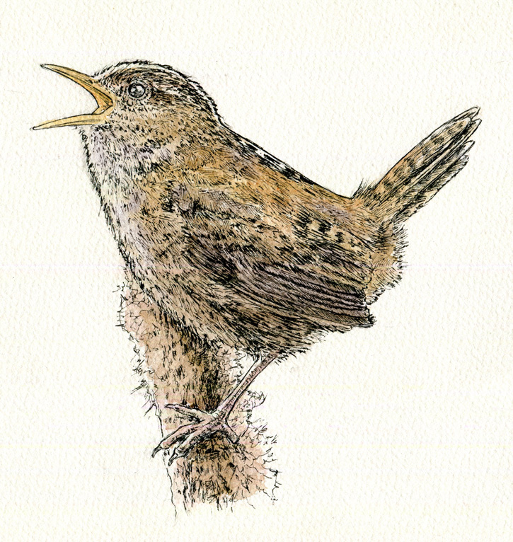 Wren, ink pen and watercolour #handmadehour #crafthour #UKCraftersHour #countryfile  #art #drawing  #drawing #pen #ink #illustration #fineart #art #sundayvibes #spring #nature #birds #birding #WildIsles