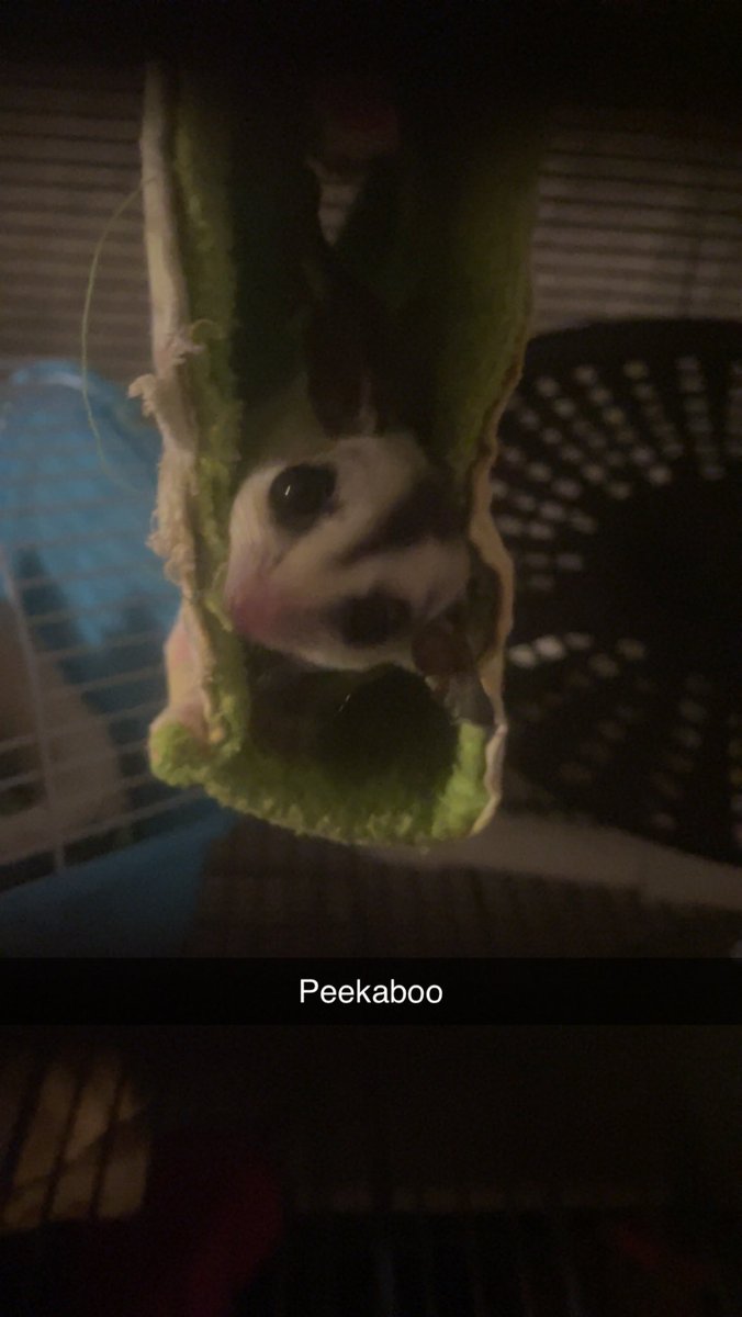 00KMACK's tweet photo. @cult_of_ari @Imjayohkay These are my kids! Winnie Mae, Bruno, Bella, Buddy, and Bindi :) many photos and angles for creative room to do as you please :) enjoy these cuties! https://t.co/dJB67iZT4e