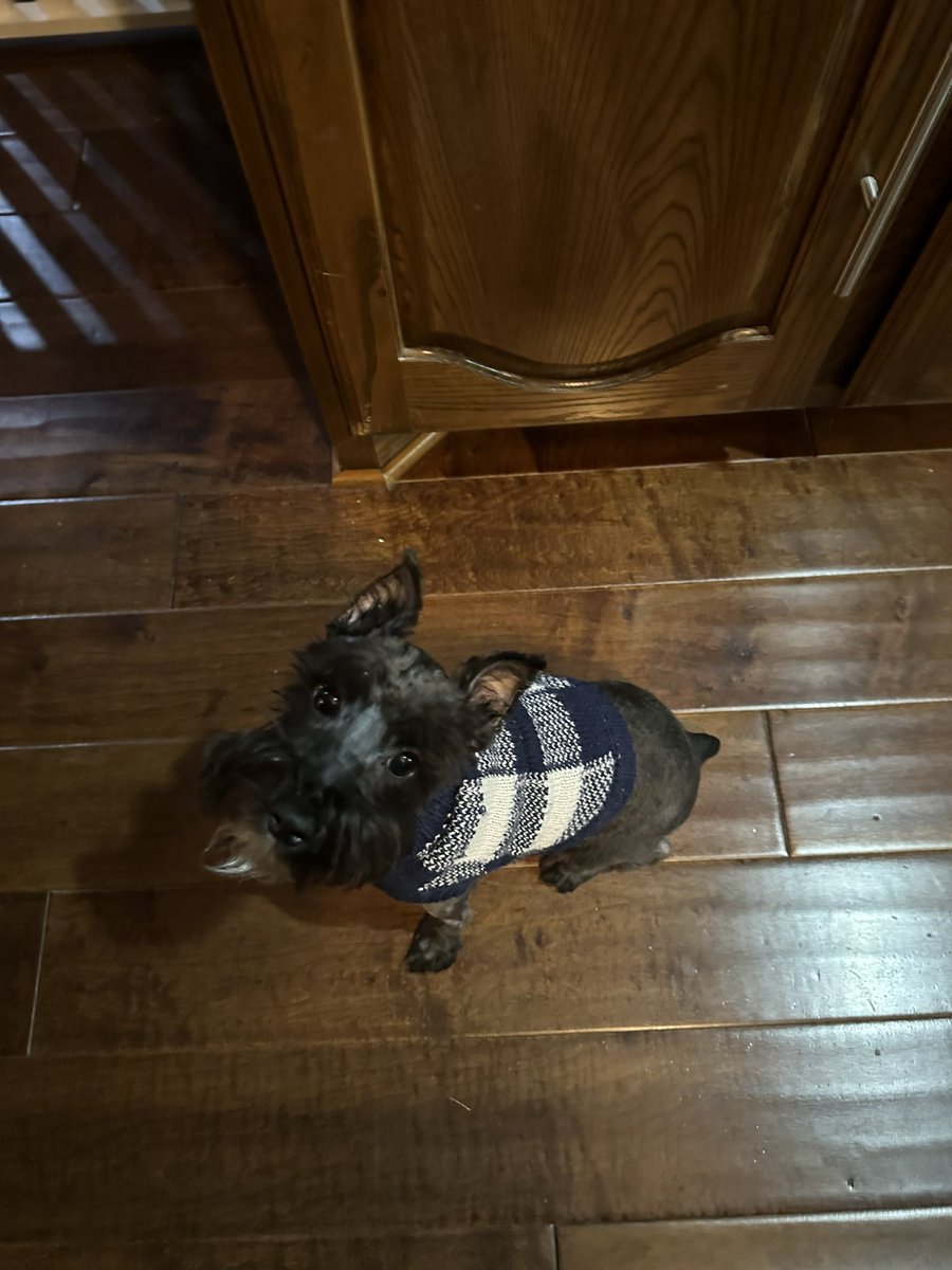 Brxt_le's tweet photo. Omg what they do to this poor dog??? Lookin like a skinny rat lmaoooo https://t.co/HtowvvW3Vp