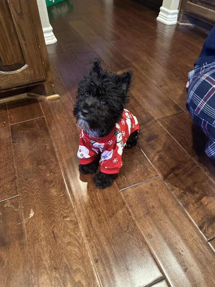 Brxt_le's tweet photo. Omg what they do to this poor dog??? Lookin like a skinny rat lmaoooo https://t.co/HtowvvW3Vp