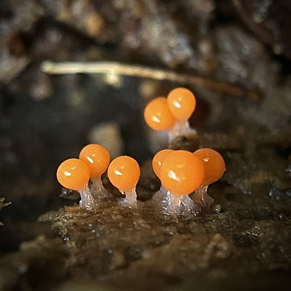 bernoid's tweet photo. Slime Mould Sunday 🧡 #Trichiadecipiens #slimemould #slimemold #SLIME https://t.co/xGiVVi0FEa