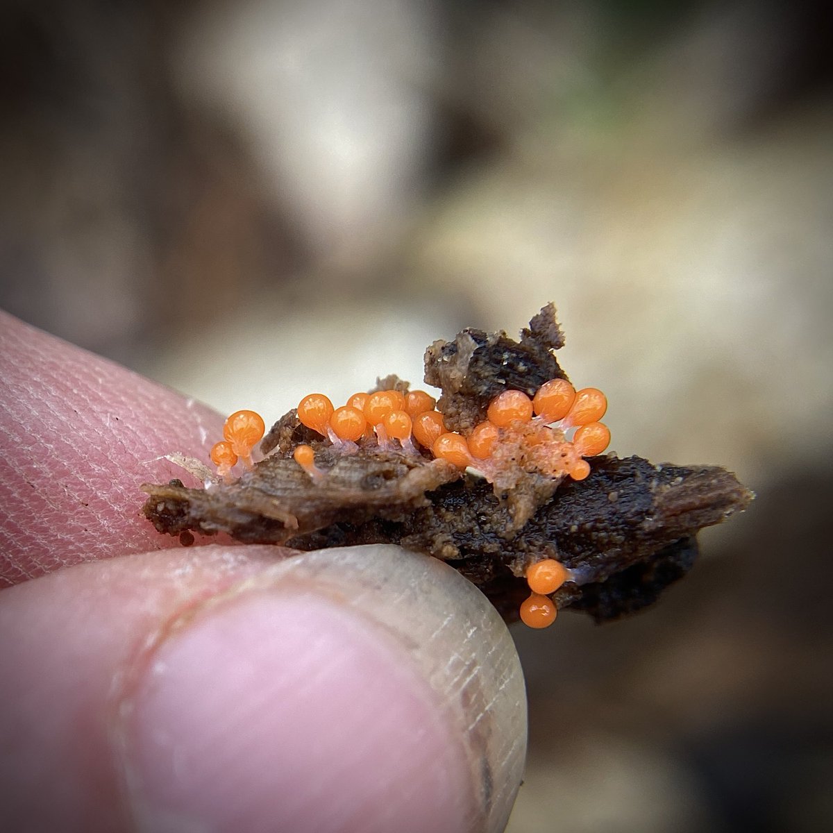 bernoid's tweet photo. Slime Mould Sunday 🧡 #Trichiadecipiens #slimemould #slimemold #SLIME https://t.co/xGiVVi0FEa