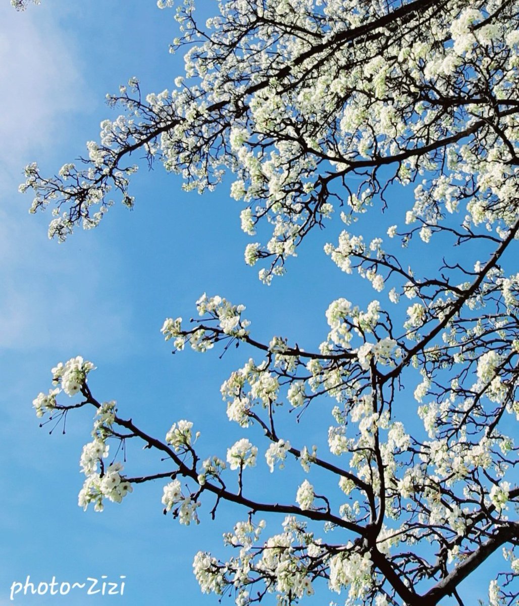 UnseenBlossom's tweet photo. We are all the leaves of one tree...We are all the stars of one sky. ~T. Nhat Hanh
#theunseenpath #book
#theunseenpath #sequel #Readers @amazon #Read #worldwideshipping📦✈️ @barnesandnoble @goodreads @googlebooks @publisherswkly @readersfavoritellc @kindle_unlimited #nook #oprah https://t.co/MInXdaNqVc
