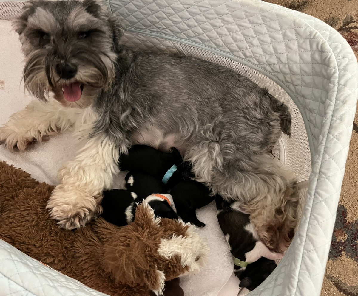 AKC schnauzer puppies available. 4 males #dogs #miniatureschnauzers