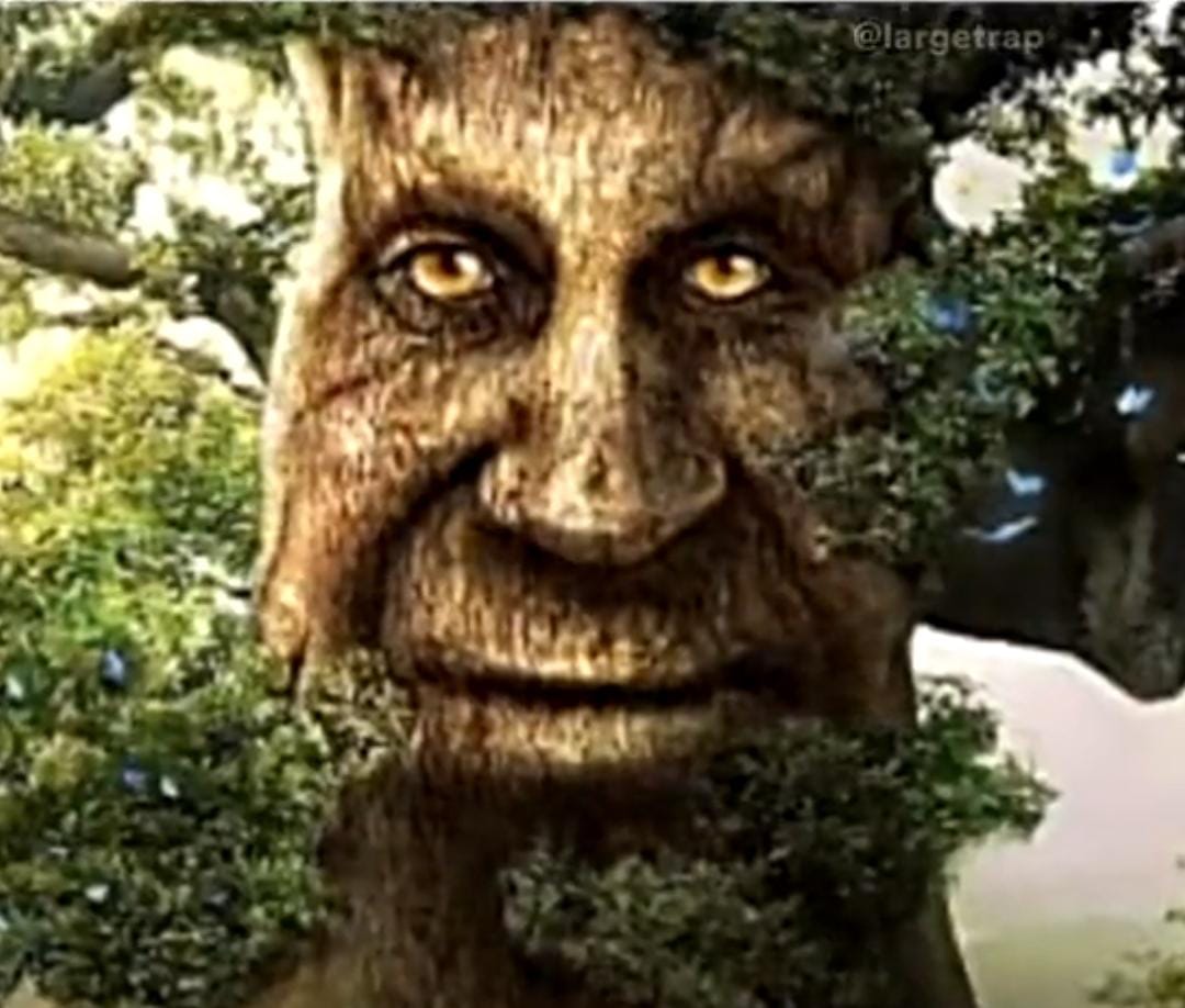 wikiitaka's tweet photo. El árbol que siempre decía que no https://t.co/12DqnW9U7G