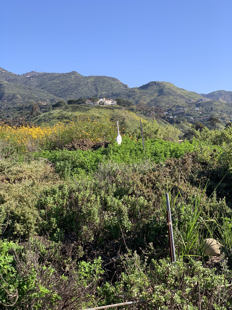 suzstathatos's tweet image. Incredible St. Patrick’s weekend 🍀spent with the #Visipedia team @Caltech. Chatted about research directions, teaching and learning systems, #FGVC , the list goes on 🤍Played with some of @CornellBirds sweet #birding instruments, too