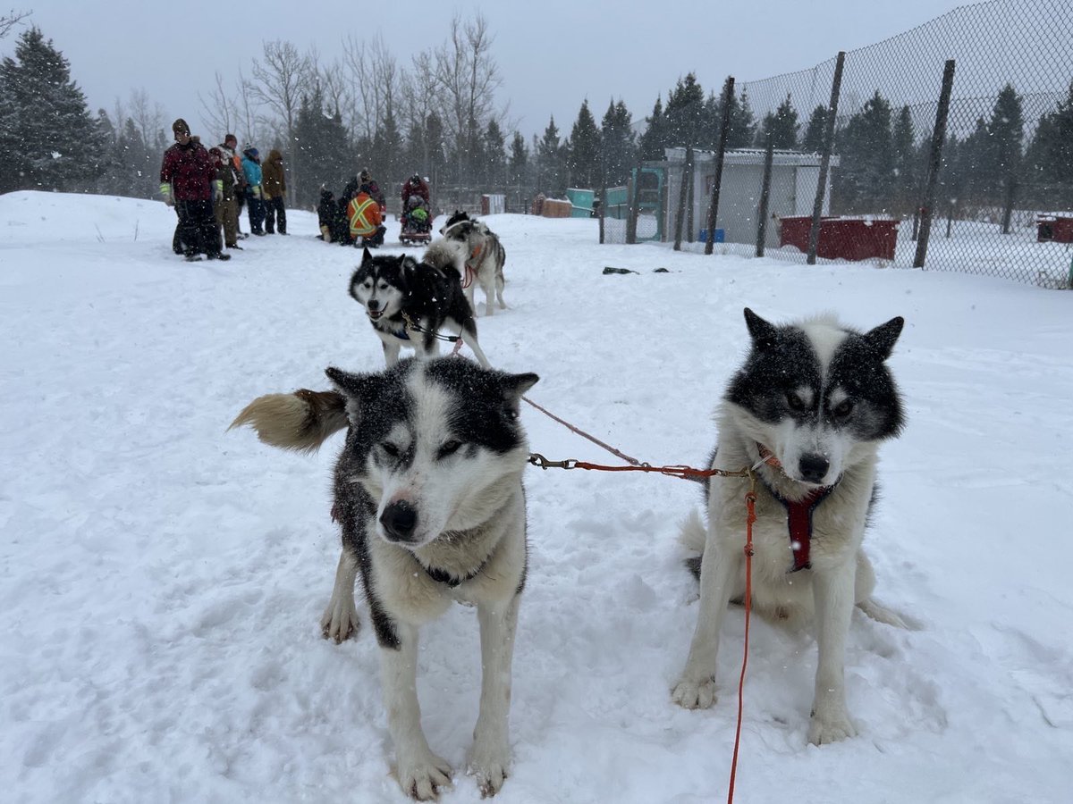 FureyAndrew's tweet photo. Large day in the Big Land! Amazing experience with Northern Lights Dog Sledding and my friends and colleagues. @YvonneJJones is the epitome of #LabradorStrong, so it’s fitting that she gave me this hat today. Thank you all for an unbelievable day - these dogs are something else! https://t.co/gYcZD9eP27