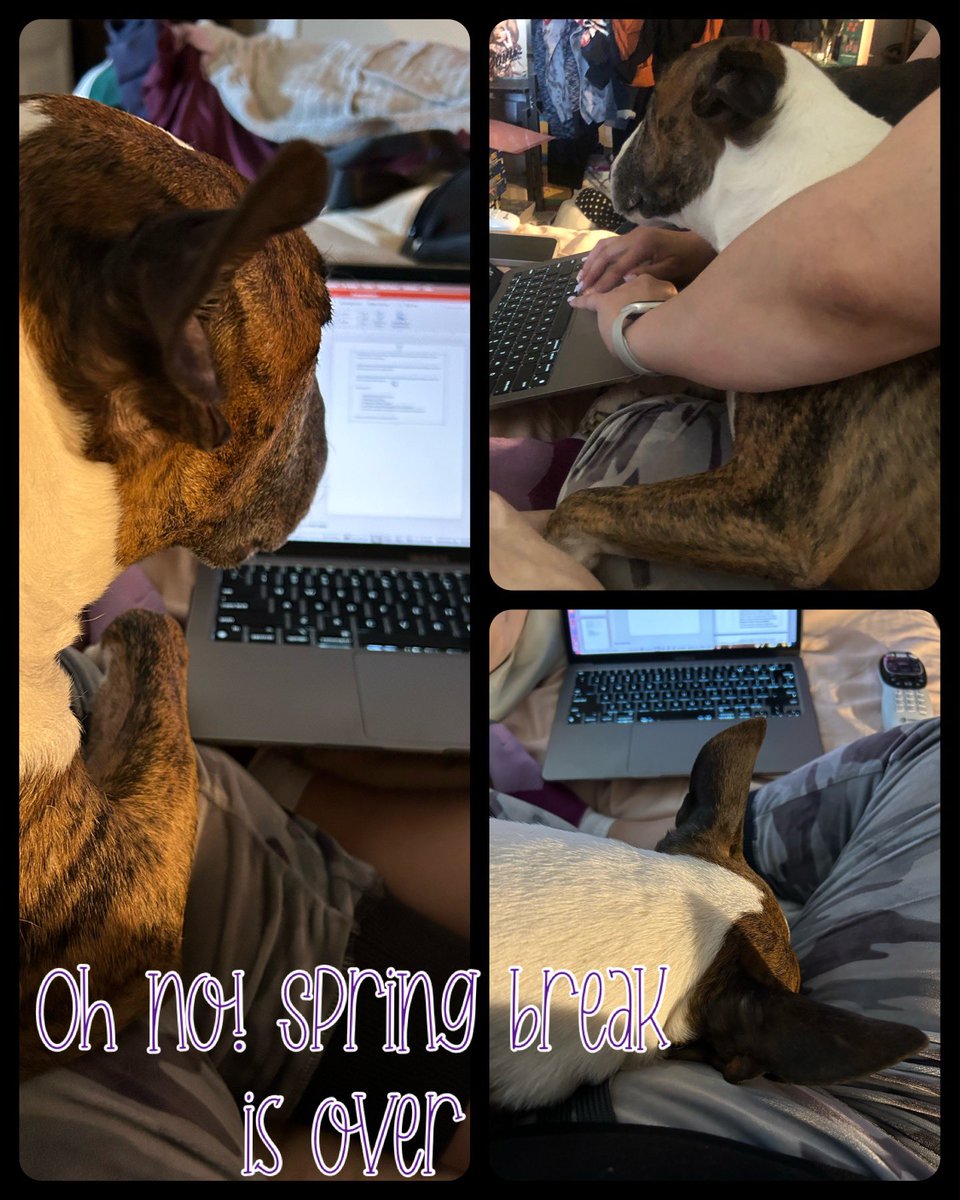 lisaamedina3's tweet photo. Clarence is realizing the break is over and is helping mom with work. #lovemybully #last9weeks #missmytroopers https://t.co/Sk6D2De4Ci