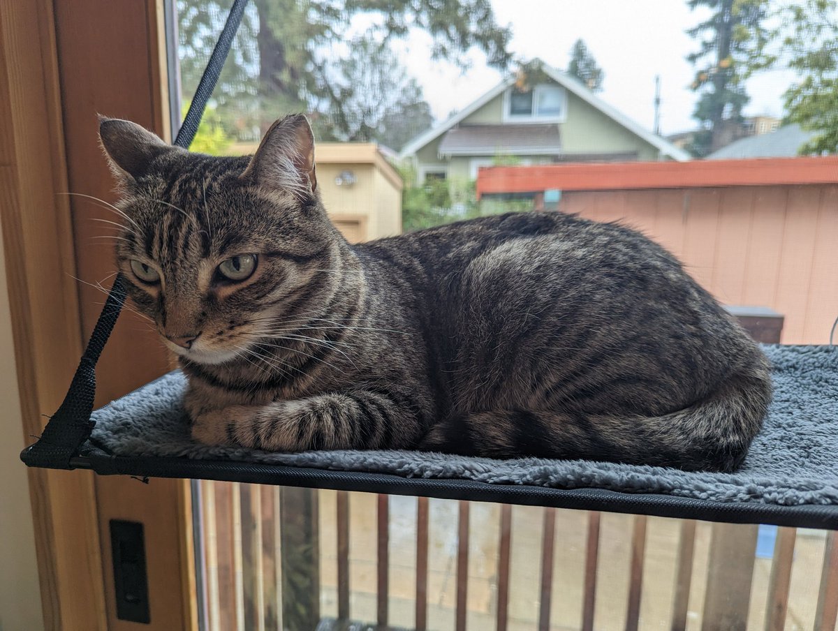 pico cat tweet media