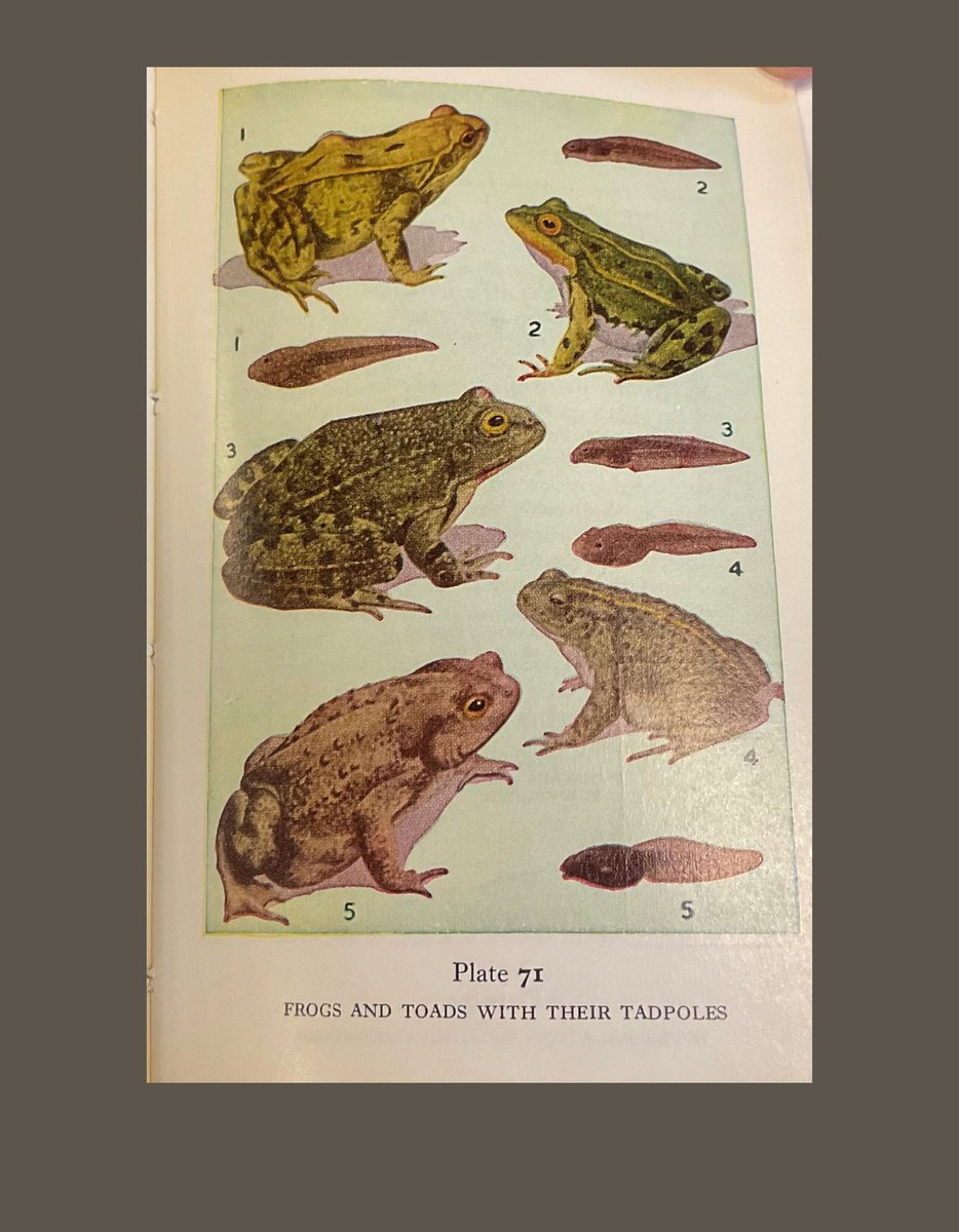 Library_PC's tweet photo. Happy World Frog Day! Enjoy these illustrations from "The Observers Book of Pond Life"
by John Clegg found in the Rebecca Ramos Book Collection, here at the Providence College
Archives & Special Collections.
#Archives #PCArchives #SpecialCollections https://t.co/o9HSgh6fVg
