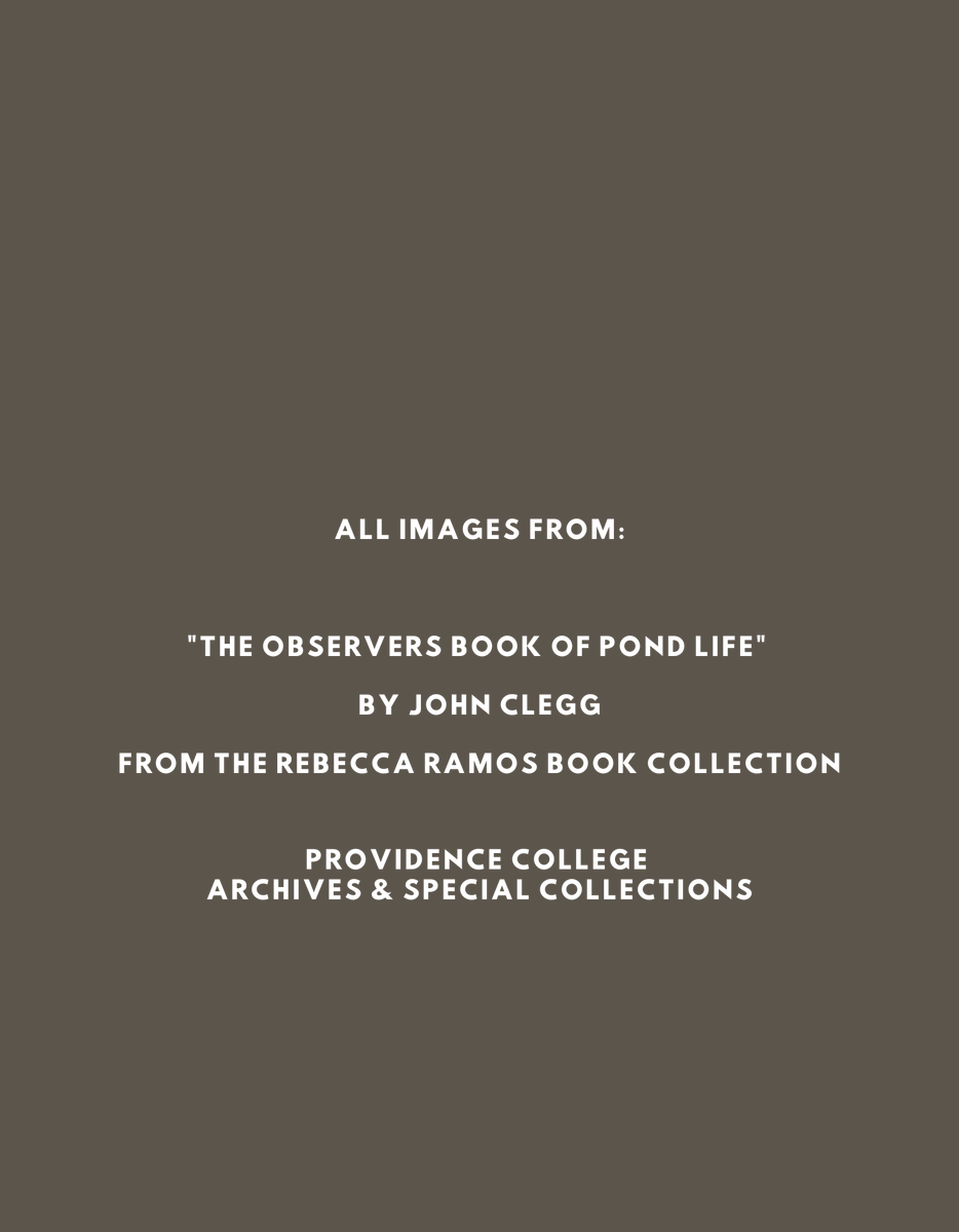Library_PC's tweet photo. Happy World Frog Day! Enjoy these illustrations from "The Observers Book of Pond Life"
by John Clegg found in the Rebecca Ramos Book Collection, here at the Providence College
Archives & Special Collections.
#Archives #PCArchives #SpecialCollections https://t.co/o9HSgh6fVg