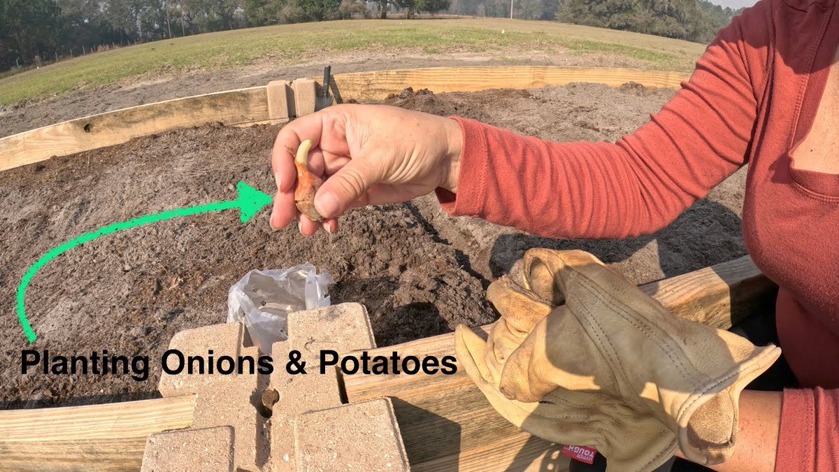 Planting Onions & Potatoes / ...
 
#BuildingAGarden #CountryLife #FoodSelfSufficiency #GardenConstruction
 
allforgardening.com/421892/plantin…