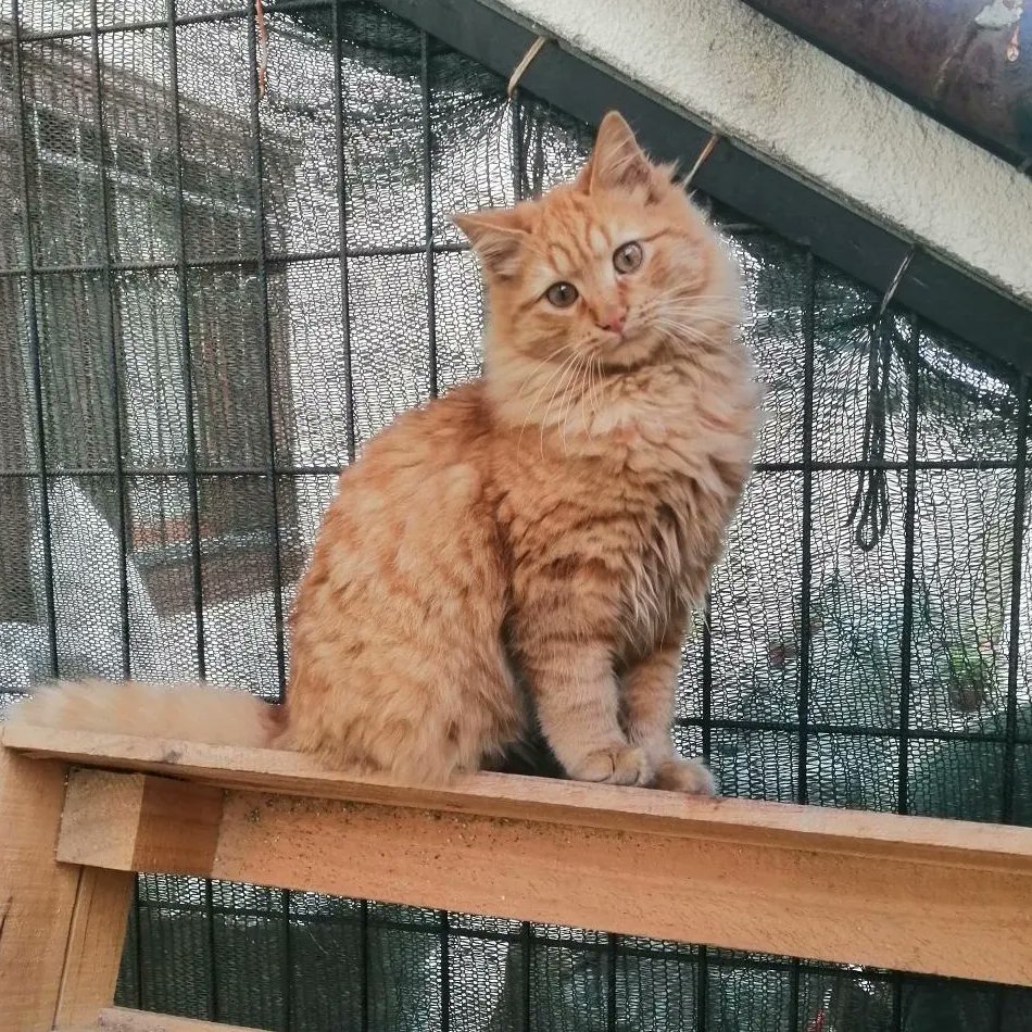 Engelsizpati's tweet photo. Acil kalıcı yuva arıyoruz
5 aylık tüy yumağı bu yakışıklı çocuğa evini ve kalbini açacak meleğini arıyoruz çok uslu kucak delisi bulunduğu yerde kedi barındırmıyorlar 4 kardeşleri diğer üçünü öldürdüler bu çocuğu zor kurtardık şu anda geçici yuvada çok vakti yok yer+ https://t.co/Iw42RkyGTQ
