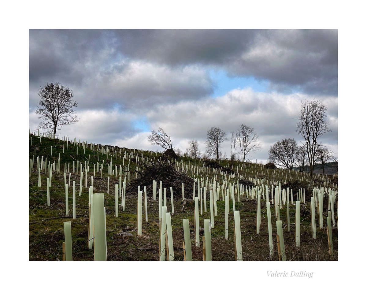 valeriedalling's tweet image. Picory Corner…
#bakewell #trees