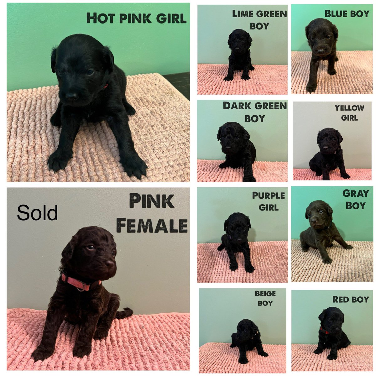 Litter of 10, here and all accounted for!!!
Follow them on FB @ Deeno & Demii Doodles
PM for more information!!!

#ShareThisPost
#labradoodlesarethebest
#labradoodlepuppies
#huntsvillealabama
#decaturalabama
#Georgia
#Tennessee