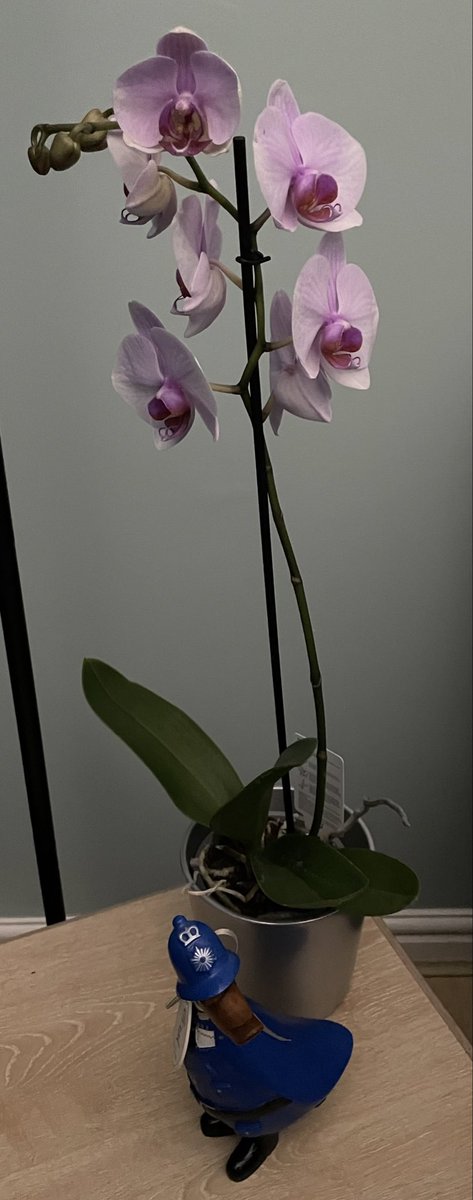 60Tilley's tweet photo. #MothersDay #GiftToSelf - My husband Peter always bought me flowers on Mother’s Day. Then a lovely lady suggested so buy some for myself from him so here’s my choice along with a Xmas present he never saw - a lovely reminder of a special policeman 💙💕🌸 https://t.co/1BNtSBUxiB