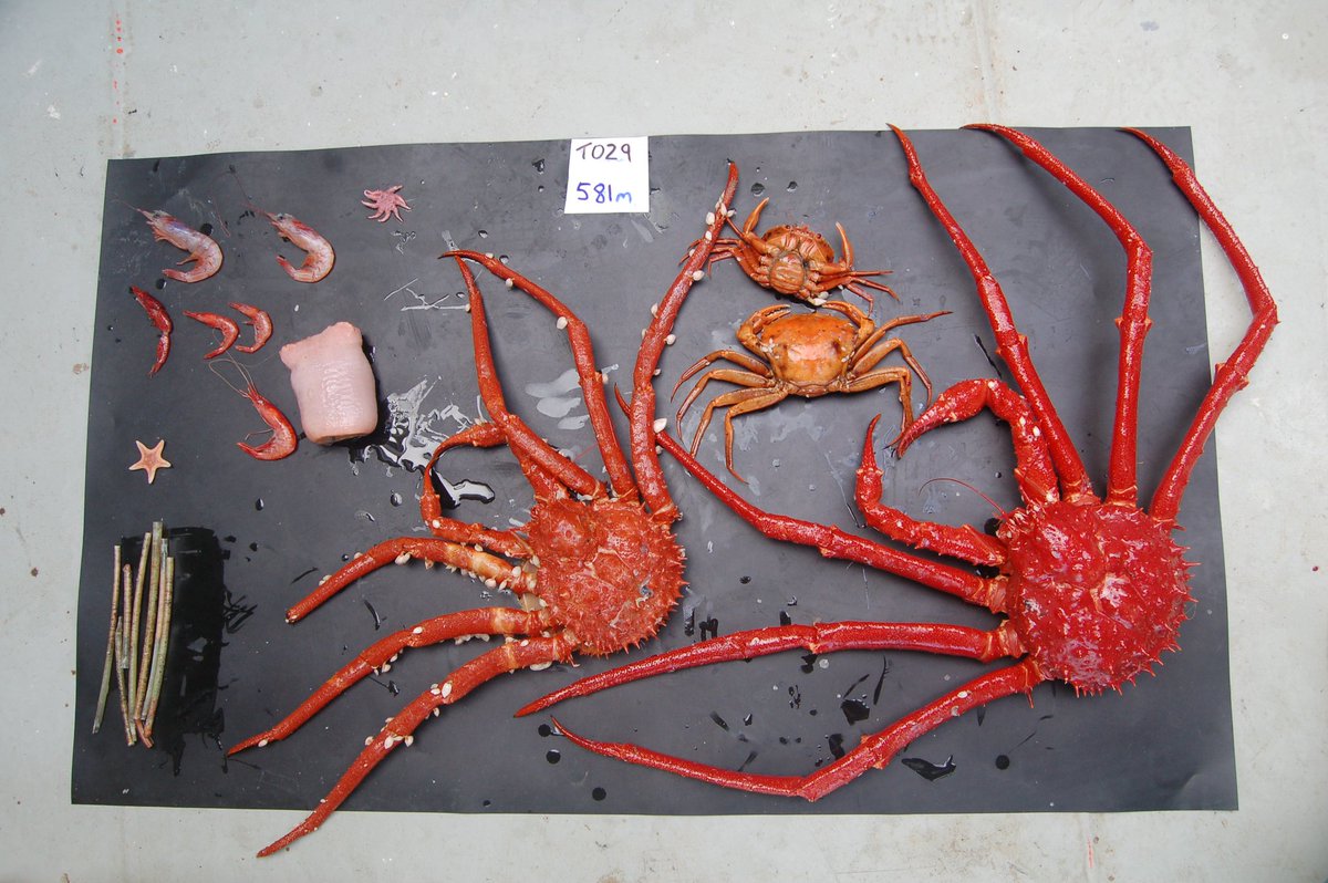 KerrySkink's tweet image. Without taxonomists we would make little progress in ecology, biodiscovery or the work to classify and map #marineecosystem types.  Thank you to all the taxonomists, curators and #museum staff who build this foundation and Happy World Taxonomist Appreciation Day