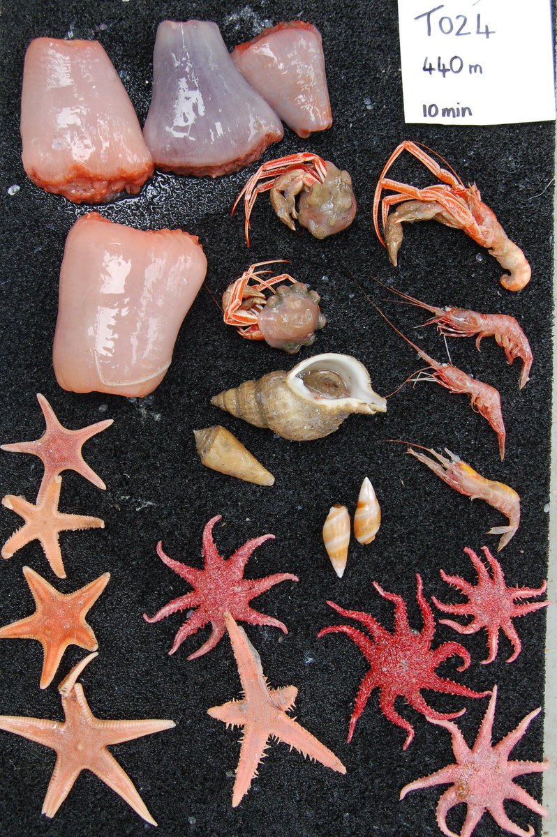 KerrySkink's tweet image. Without taxonomists we would make little progress in ecology, biodiscovery or the work to classify and map #marineecosystem types.  Thank you to all the taxonomists, curators and #museum staff who build this foundation and Happy World Taxonomist Appreciation Day