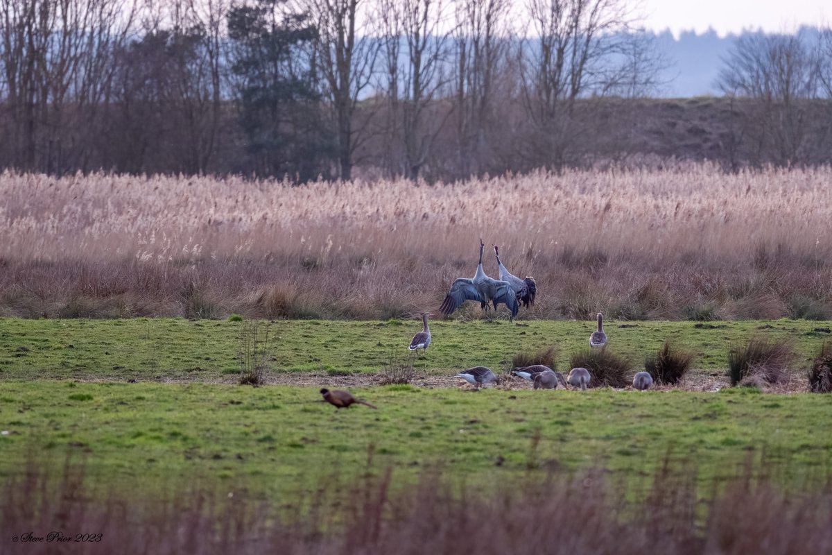 steveprior11's tweet photo. Common Cranes at Willow Tree Fen, Lincs @LincsWildlife https://t.co/hB09A9mE4y