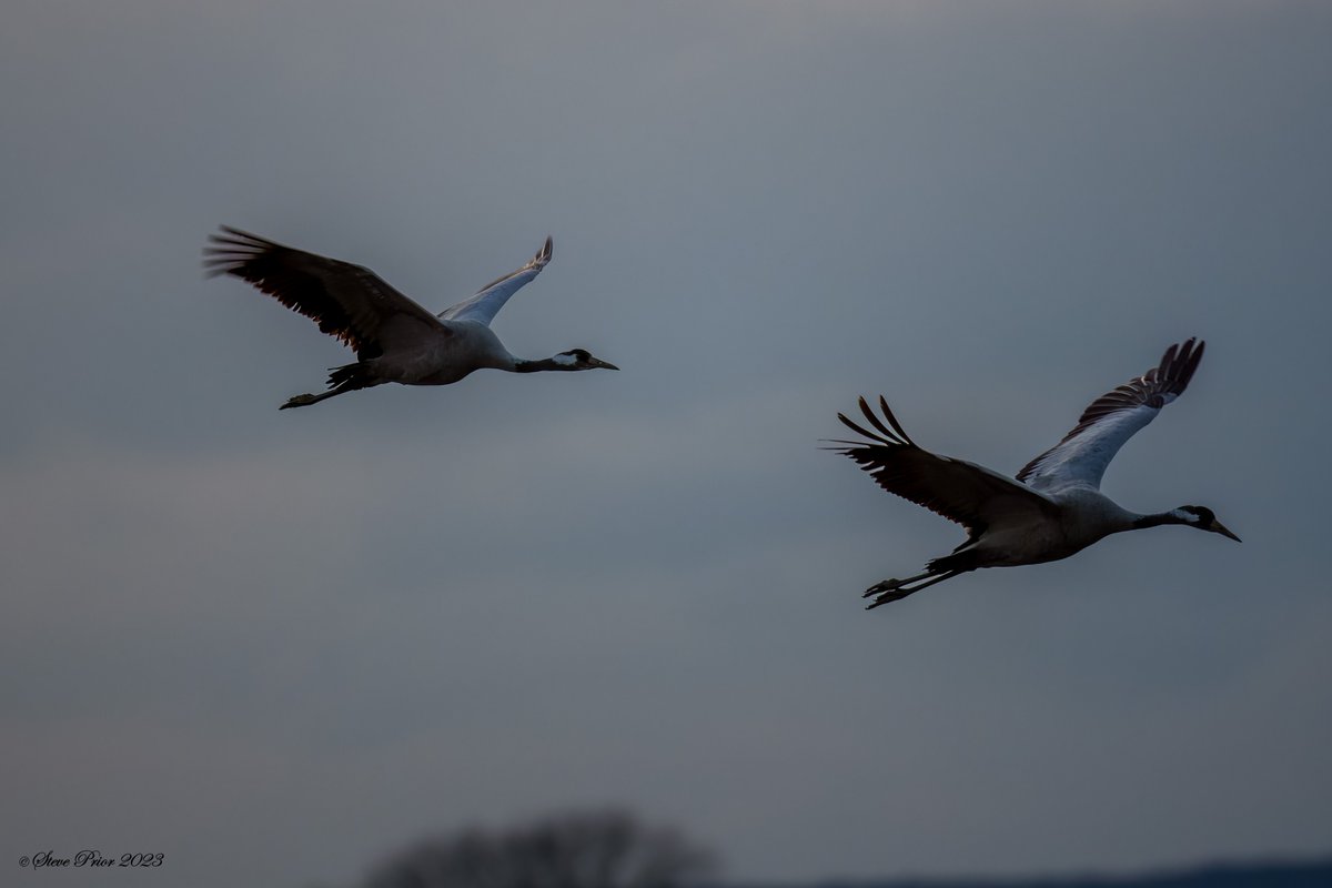steveprior11's tweet photo. Common Cranes at Willow Tree Fen, Lincs @LincsWildlife https://t.co/hB09A9mE4y