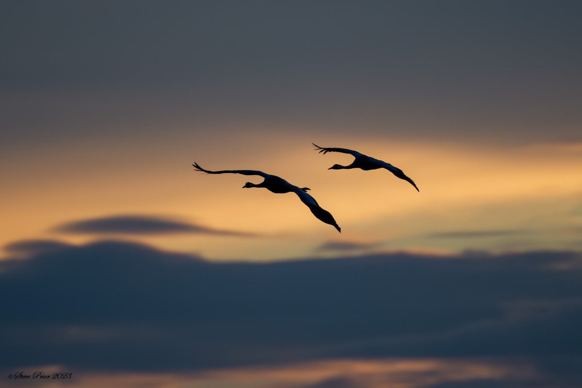 steveprior11's tweet photo. Common Cranes at Willow Tree Fen, Lincs @LincsWildlife https://t.co/hB09A9mE4y