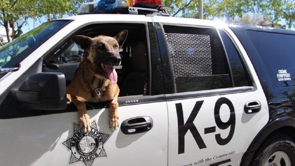 BackOurBlue's tweet photo. We've had the agility trials at @lvmpd K9Trials. Now it's time for the best part. #HandlerProtection! We have ever to keep our LEO safe ๐ฎโโ๏ธ๐ฎโโ๏ธ or ๐ https://t.co/HL9uLCXQEy