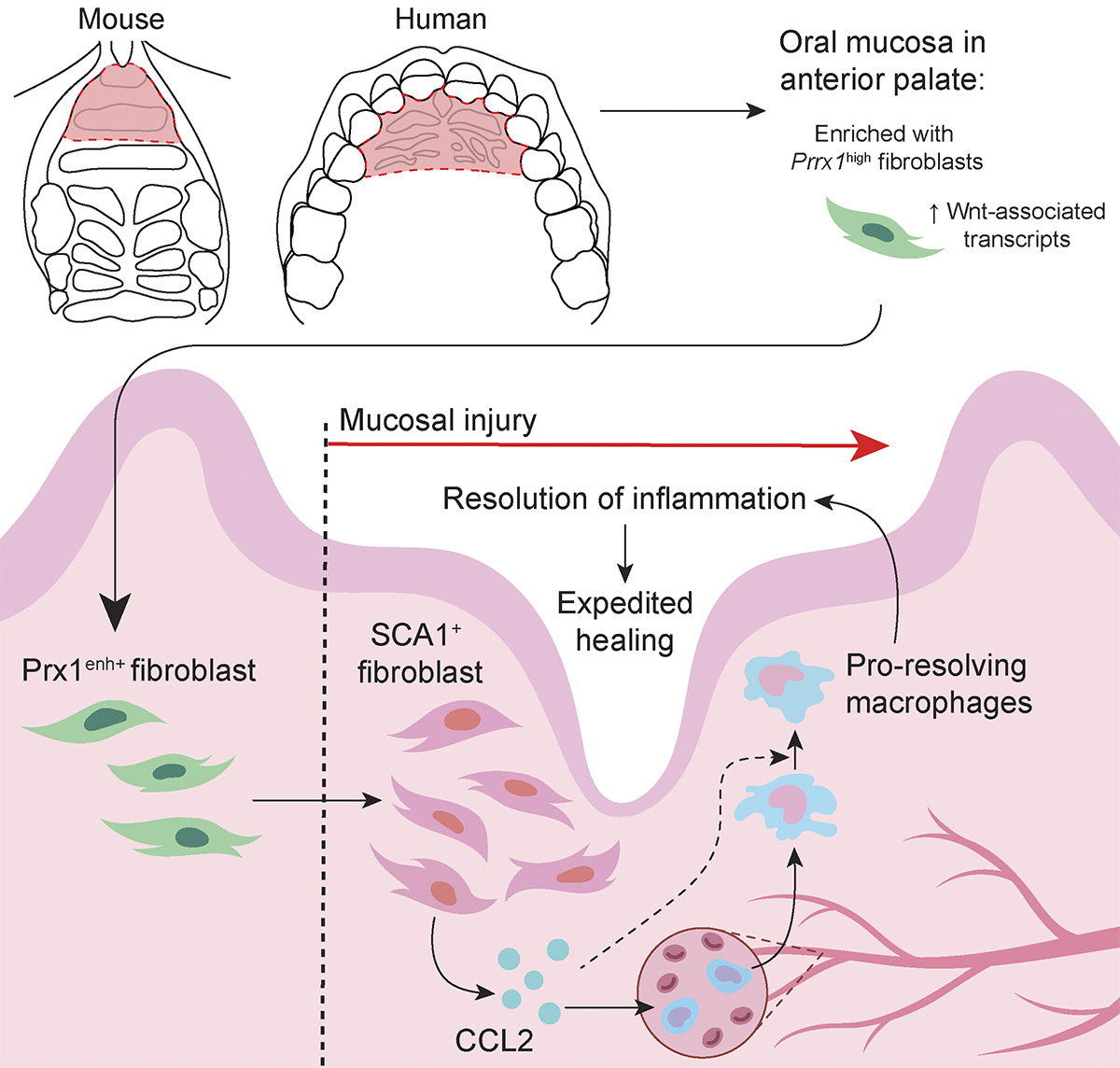 Journal of Experimental Medicine (@jexpmed) on Twitter photo Distinct #fibroblast progenitor subpopulation expedites regenerative mucosal healing by immunomodulation, say Kang Ko, Dana Graves and colleagues <a href="/PennDentalMed/">Penn Dental Medicine</a>: bit.ly/3Z8lb5D
Part of our #Fibrosis Collection 2023: bit.ly/3T4tn4u
#KSFibrosis23 Distinct #fibroblast progenitor subpopulation expedites regenerative mucosal healing by immunomodulation, say Kang Ko, Dana Graves and colleagues <a href="/PennDentalMed/">Penn Dental Medicine</a>: bit.ly/3Z8lb5D
Part of our #Fibrosis Collection 2023: bit.ly/3T4tn4u
#KSFibrosis23