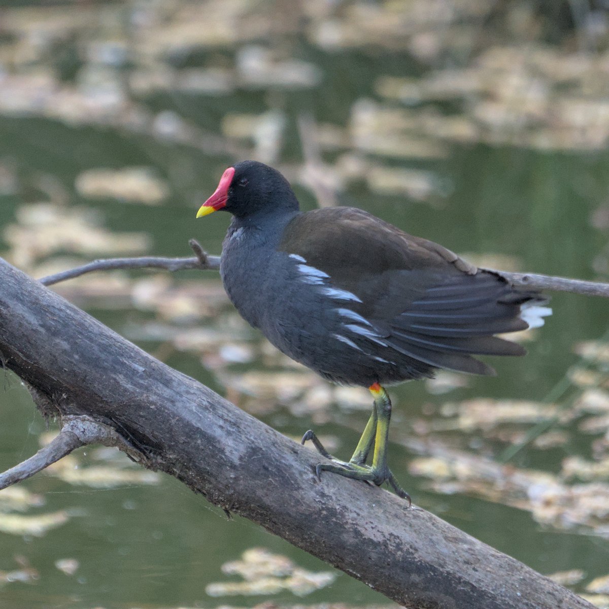 AegonV's tweet photo. Polla d'Aigua | Gallineta Común
#Gallinula_chloropus #PolladAigua #GallinetaComún #CommonMoorhen
#Nikon #amateurphotography #birding #birdingphotography
#natura #nature #naturaleza #Birds #Ocells #Aves #tamron #birdingcatalunya https://t.co/aIUfOIT6UM