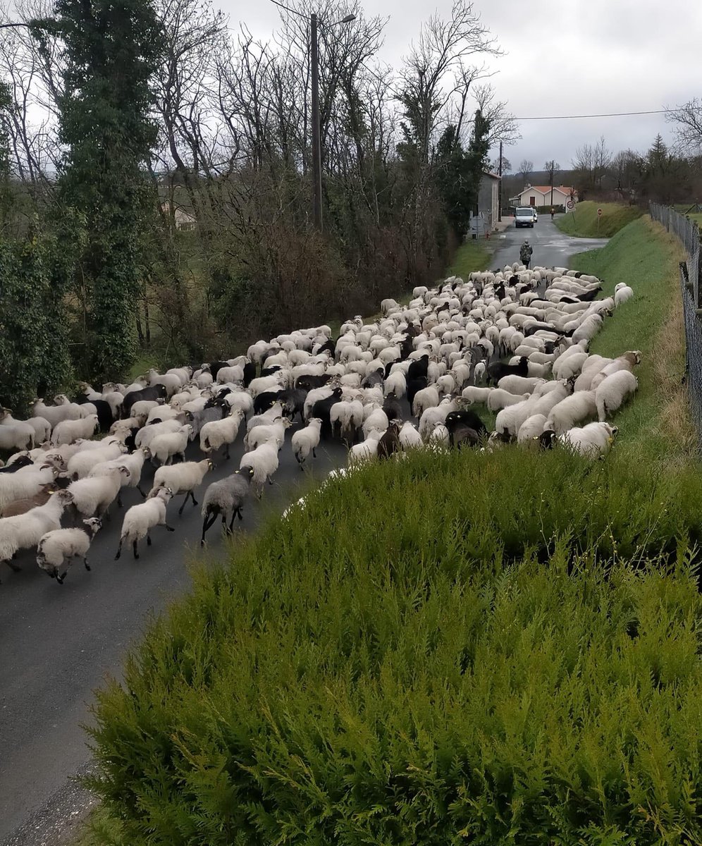 NicolasPlaton1's tweet photo. 🐑 400 moutons à Ribérac #riberac #ccpr #nouvelleaquitaine Ecopaturage #biodiversite Agroverger https://t.co/4qUmfjnn1D