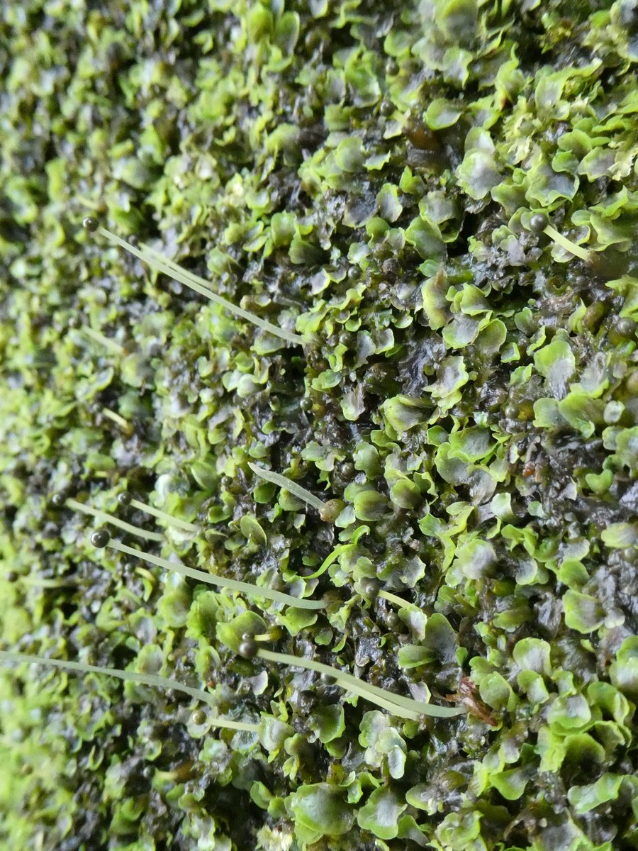 ViciousCheese's tweet photo. Spotted some liverwort sphorophytes at Roe Valley Country Park on St Patrick's day. #limavady #coderry https://t.co/PRfP1brjW0