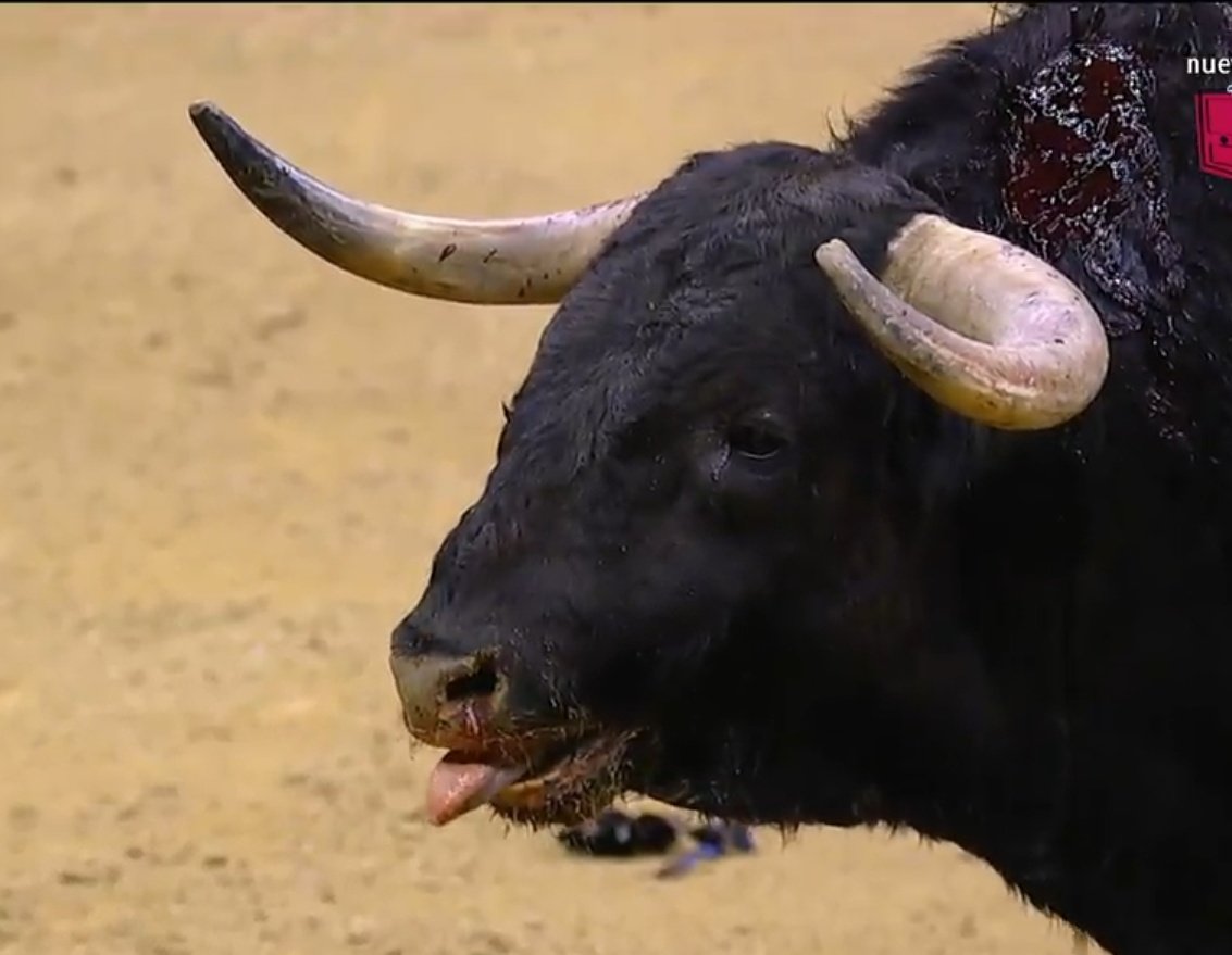 Birlibirloque on Twitter "Intolerables los pitones de los toros de Fraile Mazas de Valdefresno