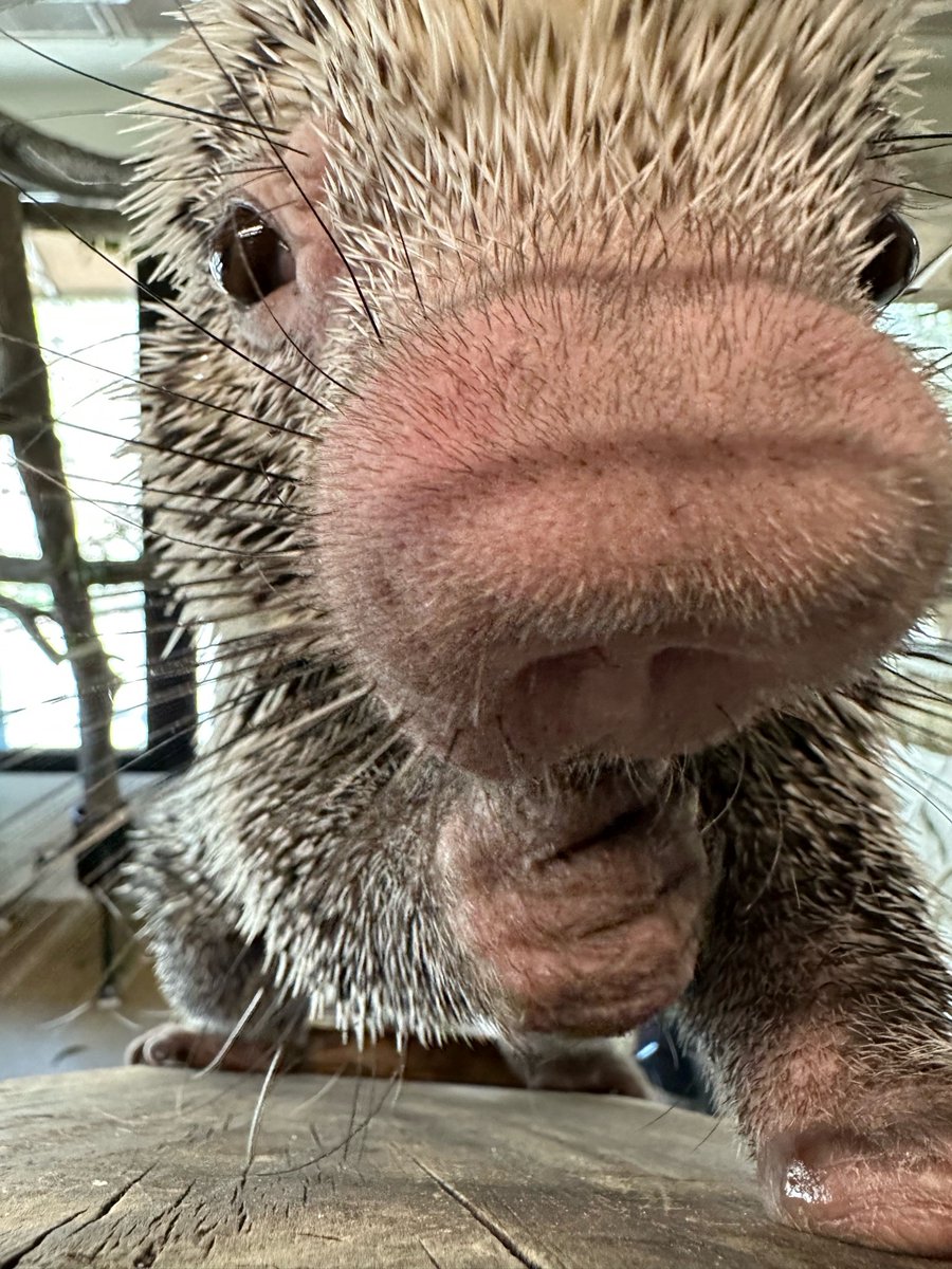 Don't you just want to boop that nose! Rico the porcupine looking sharp today!