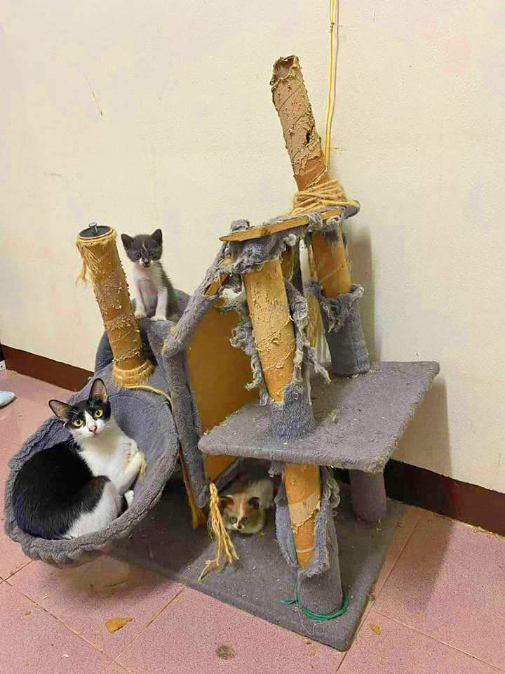 LorenzoTheCat's tweet photo. It's got that comfortable, lived-in look. Don't you think? https://t.co/fKT2hnhkkS