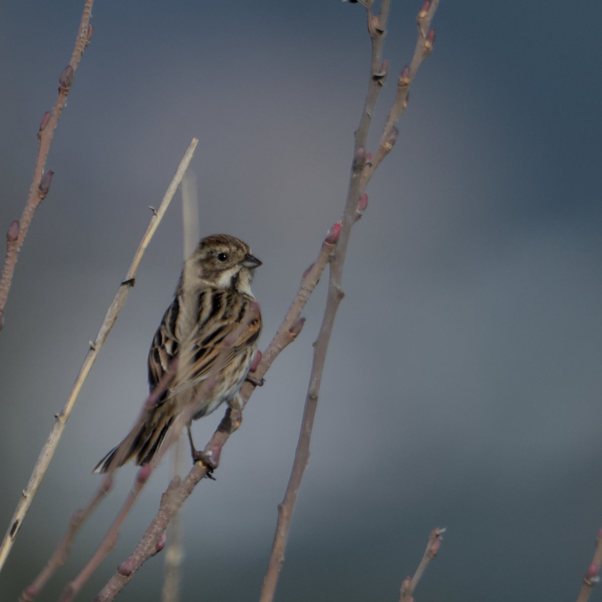 Repicatalons | Escribano Palustre
#Repicatalons #EscribanoPalustre #Emberiza_schoeniclus #CommonReedBunting
#Nikon #amateurphotography #birding #birdingphotography
#natura #nature #naturaleza #Birds #Ocells #Aves #tamron #birdingcatalunya