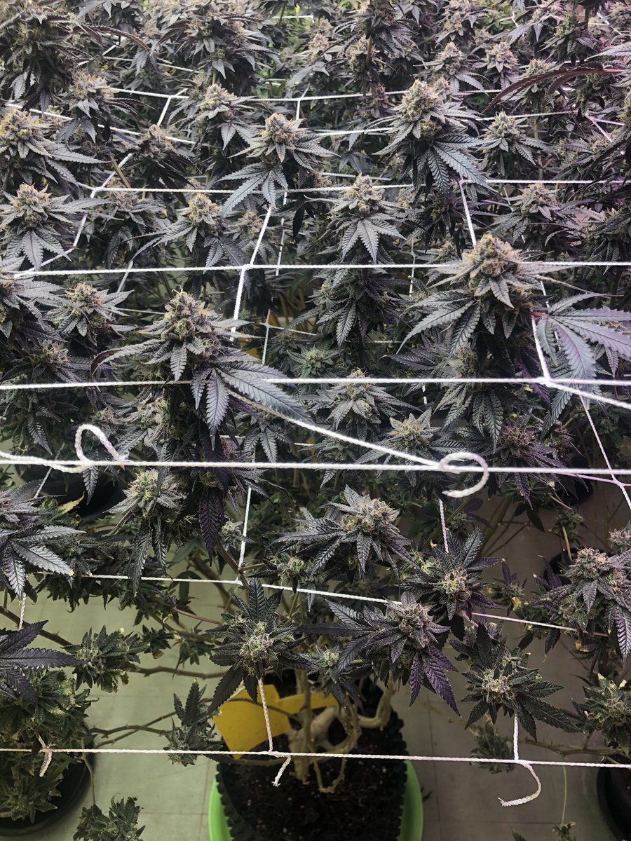 MuenLamTrang's tweet photo. Ayo! We’re finding premium CBD strains,Please suggest us.👇
strains: Dracula @InhouseGenetics
#CannabisCommunity #thaicannabis
#athenaag #POWERSi #seedfinder
🇹🇭
Follow us :
https://t.co/kJZgQYa9s6 https://t.co/6CX8vWLmeC