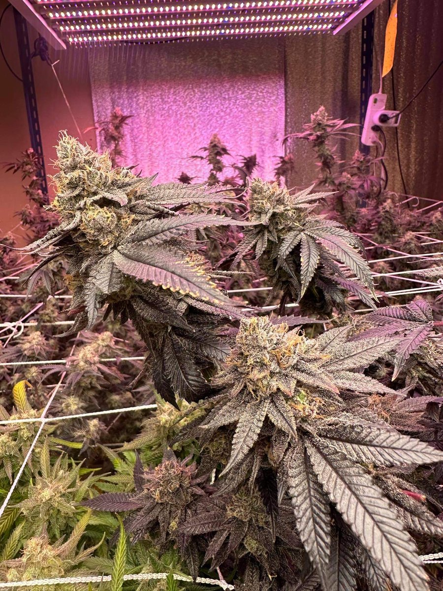 MuenLamTrang's tweet photo. Ayo! We’re finding premium CBD strains,Please suggest us.👇
strains: Dracula @InhouseGenetics
#CannabisCommunity #thaicannabis
#athenaag #POWERSi #seedfinder
🇹🇭
Follow us :
https://t.co/kJZgQYa9s6 https://t.co/6CX8vWLmeC