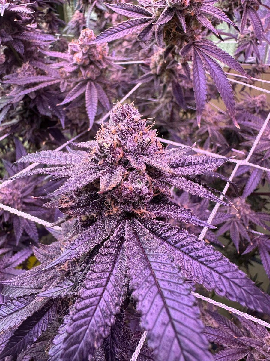 MuenLamTrang's tweet photo. Ayo! We’re finding premium CBD strains,Please suggest us.👇
strains: Dracula @InhouseGenetics
#CannabisCommunity #thaicannabis
#athenaag #POWERSi #seedfinder
🇹🇭
Follow us :
https://t.co/kJZgQYa9s6 https://t.co/6CX8vWLmeC